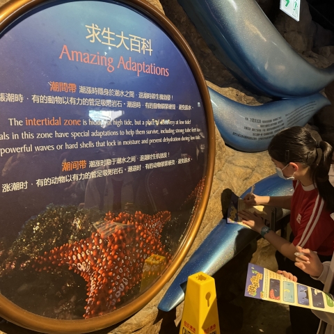 ocean park (3)