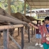 chiang mai (52)