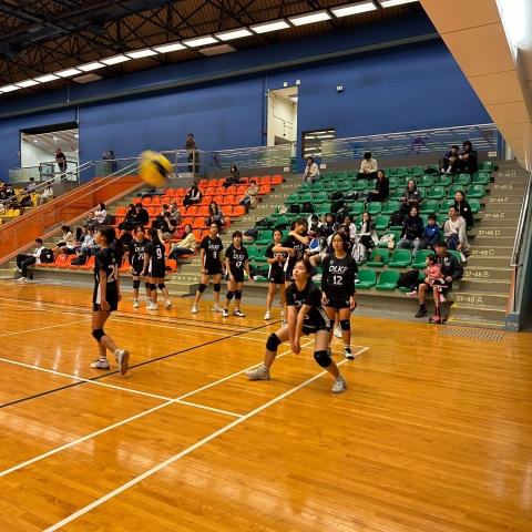 vb (17)