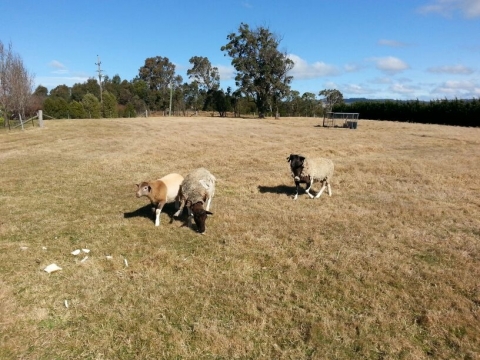 IMG-20150726-WA0006