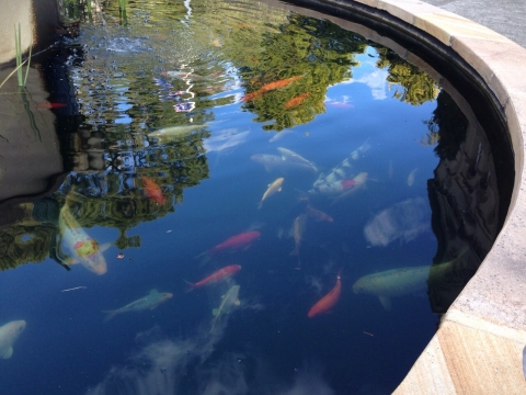 IMG-20150731-WA0032