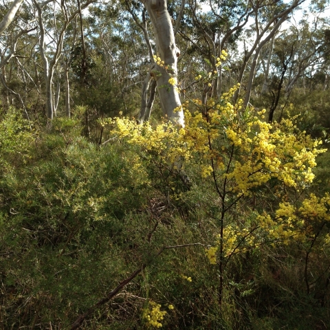 IMG-20150730-WA0025