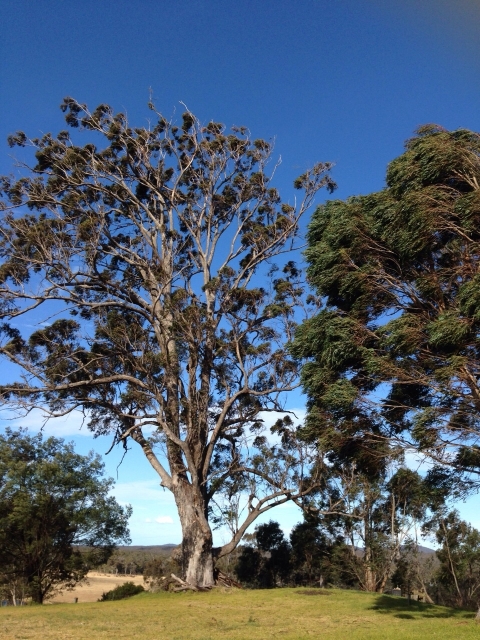 IMG-20150726-WA0031