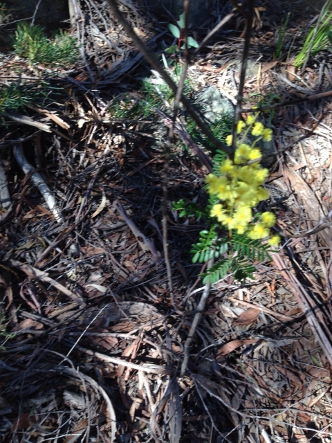 IMG-20150730-WA0049