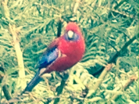 IMG-20150723-WA0033