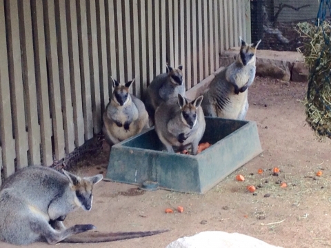IMG-20150725-WA0046