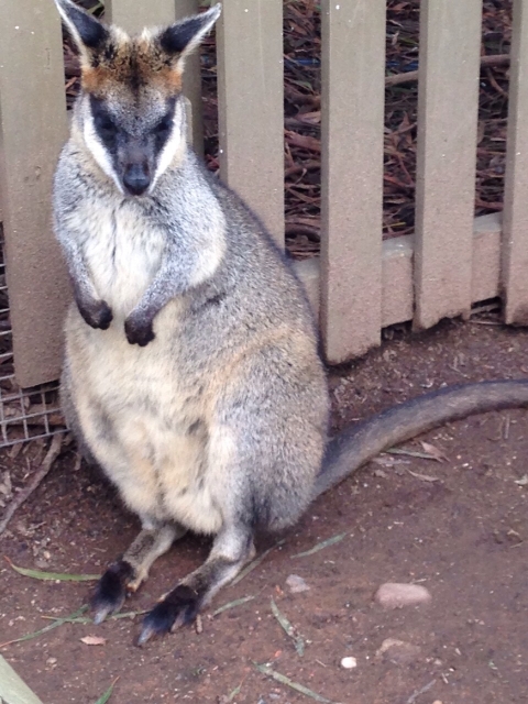 IMG-20150725-WA0056