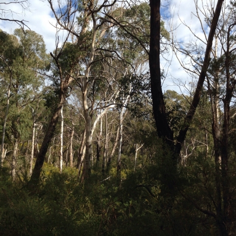 IMG-20150730-WA0021