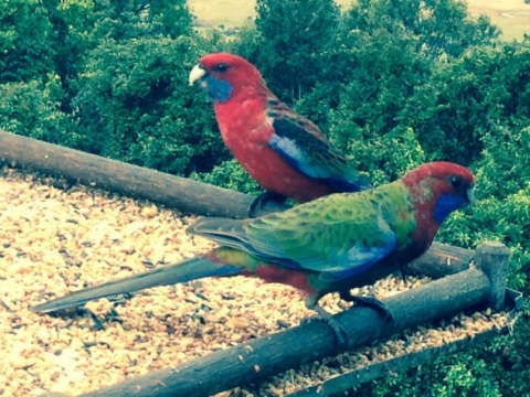 IMG-20150723-WA0015