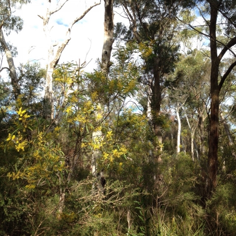 IMG-20150730-WA0019