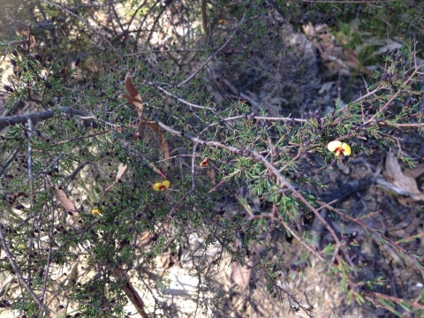 IMG-20150730-WA0048