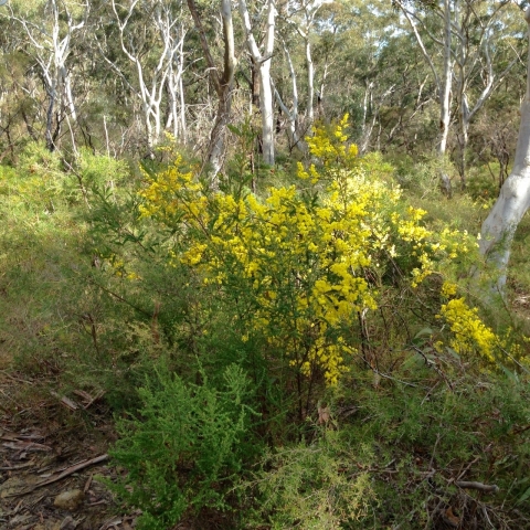 IMG-20150730-WA0018