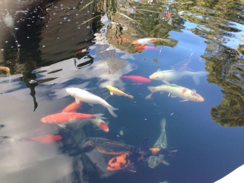 IMG-20150731-WA0033