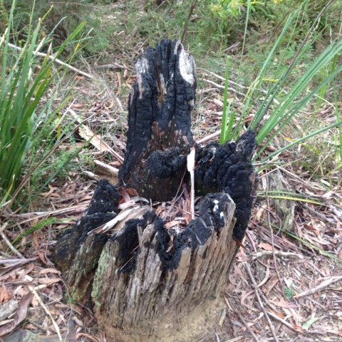 IMG-20150730-WA0022