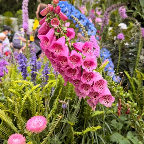 Flowers (3)