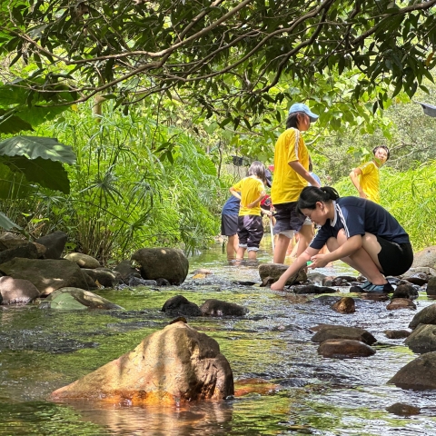 Freshwater Stream Field Studies