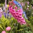 Flowers (3)